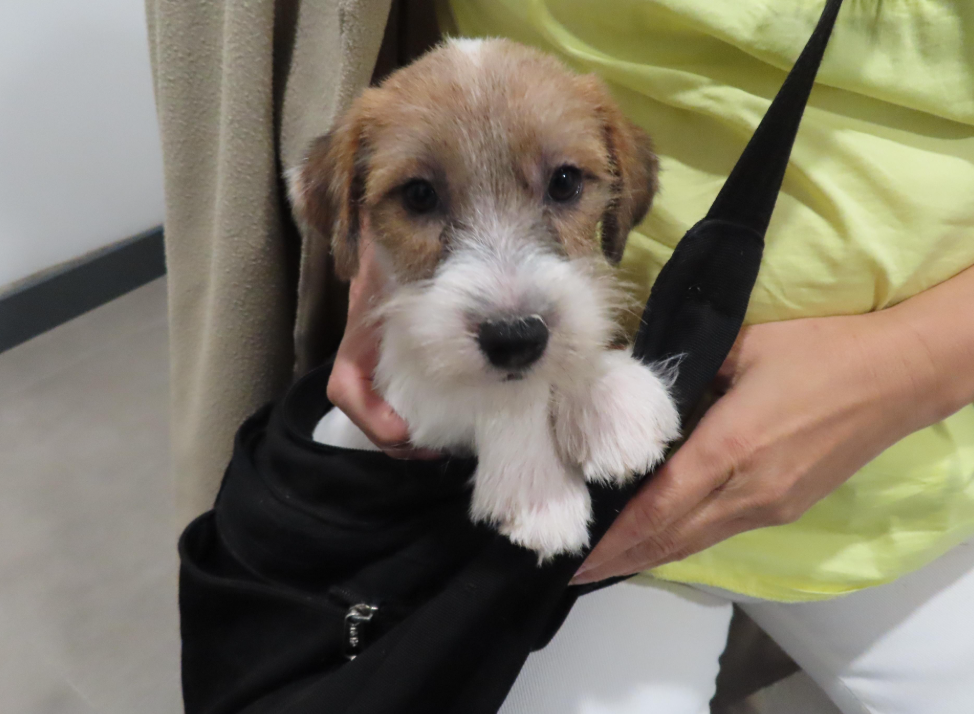 香港海关宠营 第五阶段行动侦破两宗非法进口动物案件