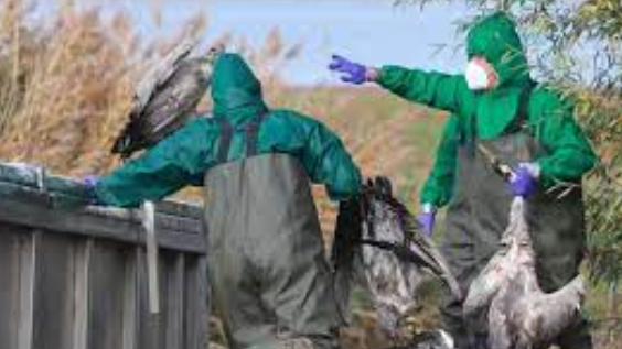 德国多地报告禽流感疫情 专家警示防控风险上升