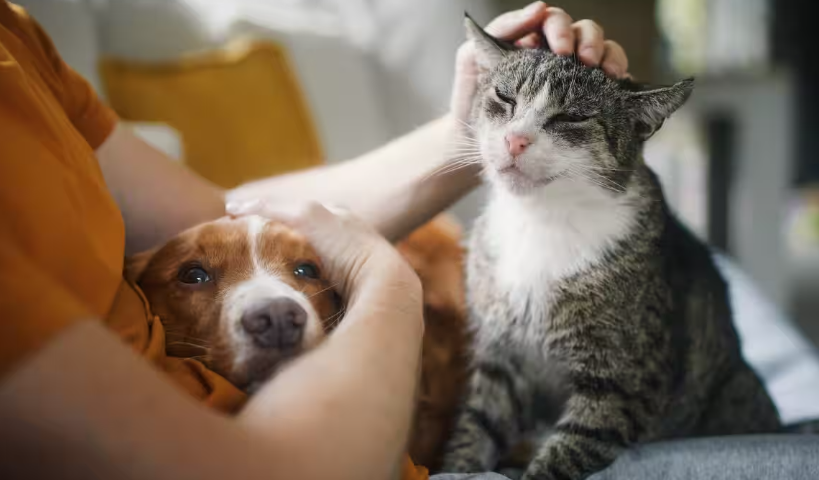 当生活成本压垮家庭纽带：澳洲动物救援系统濒临崩溃