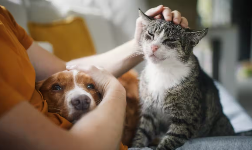 当生活成本压垮家庭纽带：澳洲动物救援系统濒临崩溃