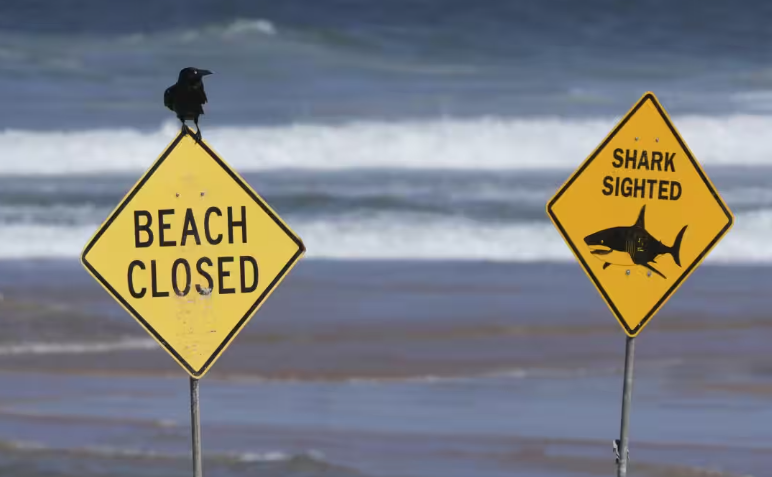 24小时内三起鲨鱼袭击悉尼多处沙滩关闭